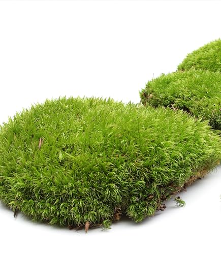 Lucky Plant Live Moss for Terrarium Fern Moss Bonsai Moss Live Sheet Moss Reptiles Moss Sheet Moss Pincushion Moss for ndoor planters 50 Square inches of Three Different Types of Live Moss Delivered