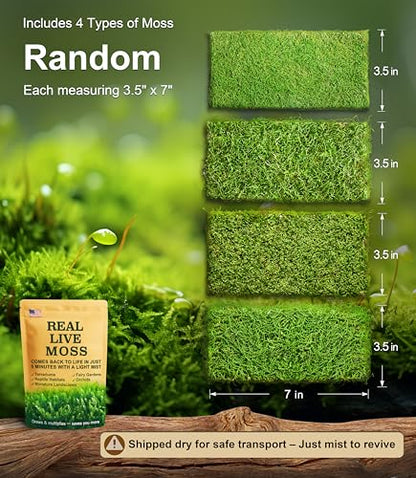 Lucky Runes Live Moss 4-Pack for Terrariums,Potted Plants & Floral Decor | Random Varieties, Easy to Revive, Dye-Free, Mixed Green Texture, Fairy Gardens, Bonsai, Potted Plants, Habitat Accent