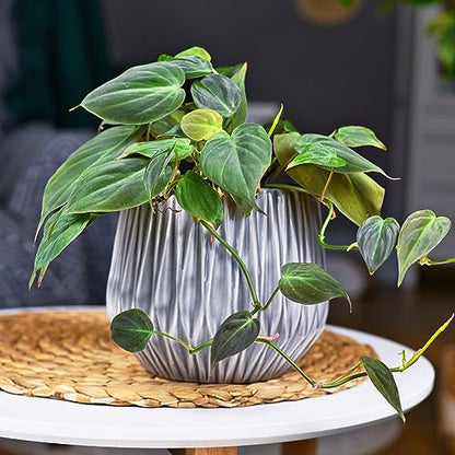 Soil Sunrise Philodendron Plant Potting Soil Mix (8 Quarts) Special Blend for Heart Shape Philodendron Plants Et Al.