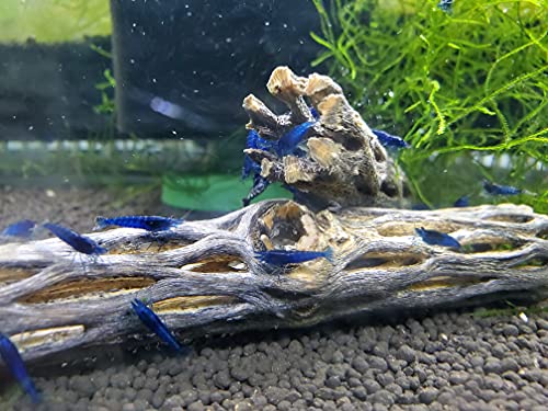 Natural Cholla Wood for Aquarium Decoration Shrimp and Fish Tank (4 Inch (3 Pack))