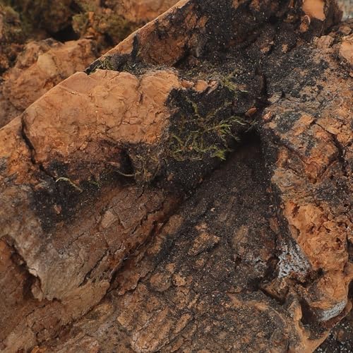 NUOBESTY 8 Pack Natural Reptile Cork Bark Pieces, Small Terrarium Cork Bark Hides for Lizards, Turtles, Snakes Shelter and Decoration Accessories