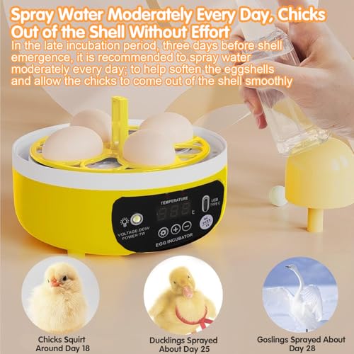Tissting 4 Eggs Mini Incubator with Transparent Lid,7W Automatic Temperature Humidity Control,Household Small Poultry Hatching Machine,for Chickens Ducks Pigeons (Manual Turning) - color: 4 Eggs Manual Turning