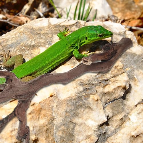 Toddmomy 2pcs Terrarium Wood Branches - Natural Climbing Platform for Reptile Habitat - Snake Tank Decorations Branch for Bearded Dragon, Gecko