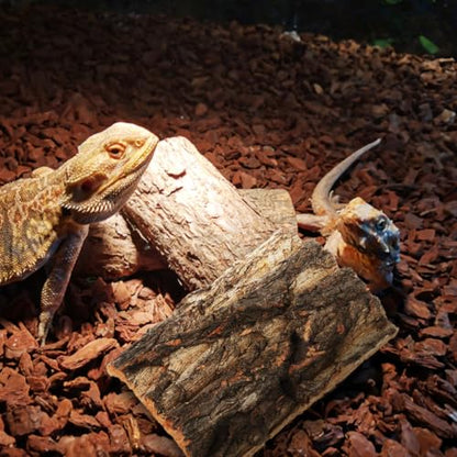 SOIMISS 5 Pcs Reptile Tank Background Cork Bark Sheets for Terrarium Tree Bark Decor Hide Log for Gecko Bearded Dragon Turtle and Lizard Enclosures 5.90 X 5.90 X 0.78 in