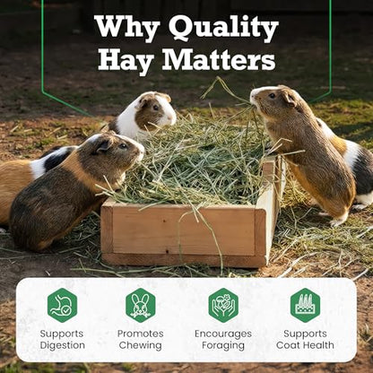 Border Valley Orchard Grass Hay Bale in Bag, 40 lb - Soft High Fiber Hay for Rabbits, Guinea Pigs, Chinchillas, Tortoises, Horses and Livestock - Leafy Grass Hay, Farm-to-Home Freshness