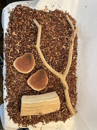 Reptile Habitat Decor Set for Bearded Dragons, Geckos & Lizards – Natural Manzanita Branch, Hollow Log Hide, 2 Slices & 4qt Substrate by MyMANZANITA