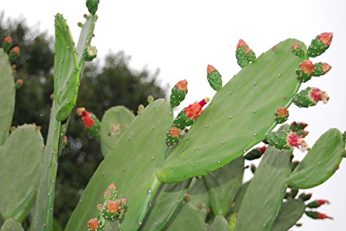 Bulk Fresh Pads Edible Cactus Organic Super Food - Tortoise Turtle Iquana Pet (2 Pound)