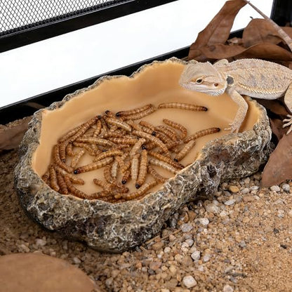 Reptile Food Dish, Terrarium Water Bowl, Feeding Bowl for Reptile Amphibian Pets (Large) - size: Medium