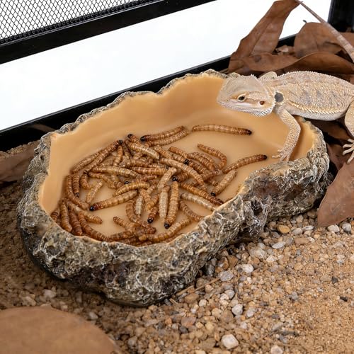 Reptile Food Dish, Terrarium Water Bowl, Feeding Bowl for Reptile Amphibian Pets - size: Large