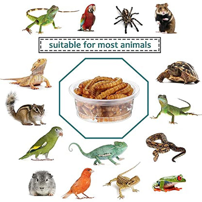 0.5oz Crested Gecko Food and Water Feeding Cups, Reptile Feeder Bowls, Plastic Replacement Food Dish for Lizard and Other Small Pet Ledge Accessories (500 pcs) - size: 0 Fl Oz (Pack of 500)