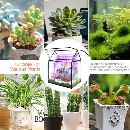 Plant Terrarium Kit with Grow Light, Rifny Large Glass Terrarium Jar with Absorbent Mat and Lid for Venus Fly Trap Succulent Live Air Plants Indoor Home Office Decor (Black, 8.9 x 5.9 x 9.9 inch) - size: Black-Large with Plant Light
