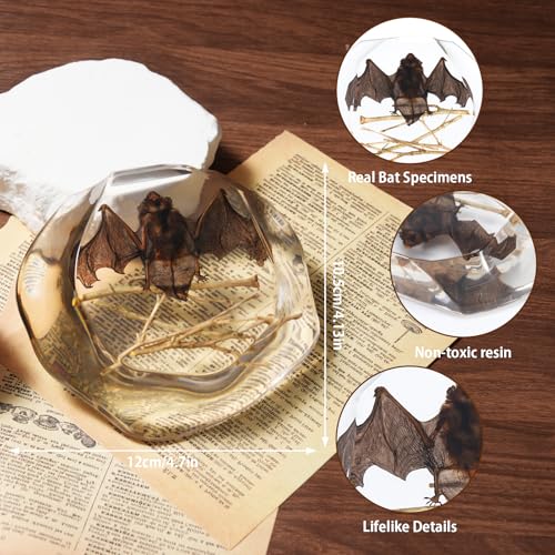 Taxidermy Bat and Real Bat Specimens Mounted in Resin, Ideal Gift for Fans of Taxidermy, Animal Skulls, Oddities, and Biology (Bat Specimen Irregularly (4.7x4.13 Inch)) - color: Bat Specimen Irregularly (4.7x4.13 Inch)