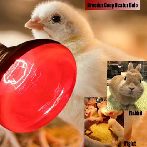 Infrared Lamps 250 Watts Heat Lamp Bulbs, R40 Brooder for Chickens, Infrared Reflector Heat Bulb for Brooder Coop Heater, Incandescent Heating Light Bulb for Food, Pet, Bathroom, Light Therapy, 2 Pack