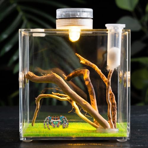 Reptile Growth Terrarium - Acrylic Jumping Spider Clear Container, Clearer View Small Pet Enclosure, Practical Convenient Spacious Habitat, Durable Housing Design Versatile Use | for Snails Lizards Be - color: Orange