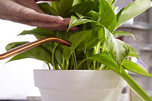 Miracle-Gro Indoor Plant Food, 8 oz. (6-Pack) | Liquid Plant Food for Houseplants, Snake Plants, Peace Lilies, Flowers, Vegetables, Herbs and More - size: 6 Pack