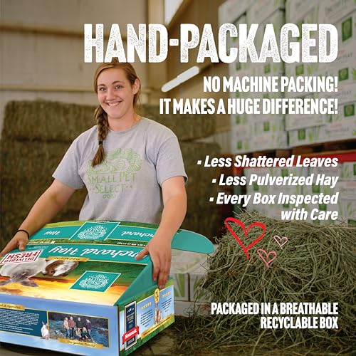 Small Pet Select Orchard Grass Hay Pet Food for Rabbits, Guinea Pigs, Chinchillas and Other Small Animals, Premium Natural Hay Grown in the US, 5 LB - size: 5 Pound (Pack of 1)