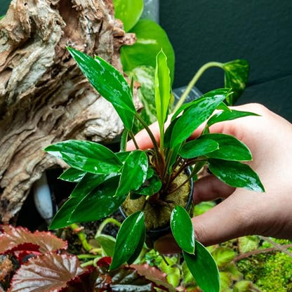 SubstrateSource Live Jungle Plant - Homalomena sp. 'Sekadau South' - Easy Care, Low to Medium Light, Green Accent, Freshwater Terrestrial Plant for Paludariums and Ripariums - Pot - color: Homalomena Sp. Sekadau South, size: Pot