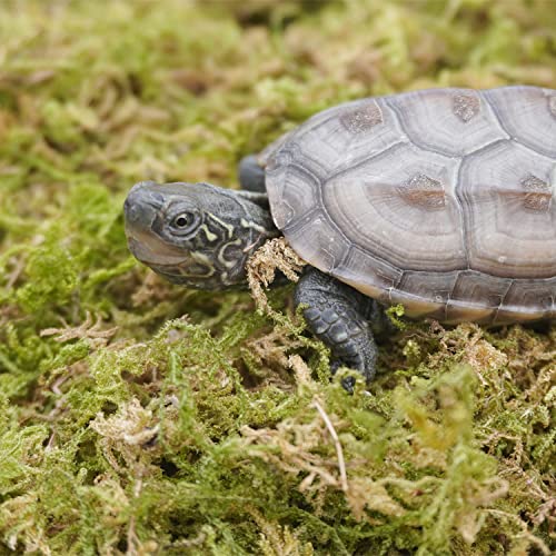 3.5oz Pure Natural Reptile Moss for Humidity, Great for Snakes, Turtle and Other Reptiles, Good for Terrariums for Reptiles & Amphibians - size: 3.5oz