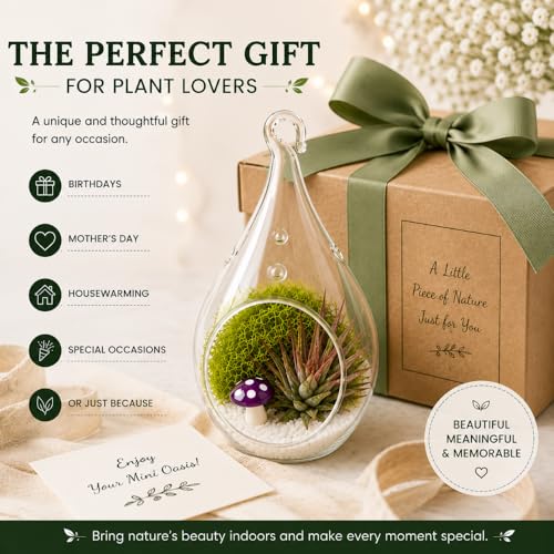 Creations by Nathalie - DIY 5" Terrarium Kit with Live Air Plant (Local & Fresh from Florida), Glass Tear Drop, Reindeer Moss, Figurine, Healing Crystal Chips and Sand - Handmade in USA - color: 5" Teardrop