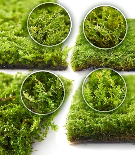 Lucky Runes Live Moss 4-Pack for Terrariums,Potted Plants & Floral Decor | Random Varieties, Easy to Revive, Dye-Free, Mixed Green Texture, Fairy Gardens, Bonsai, Potted Plants, Habitat Accent