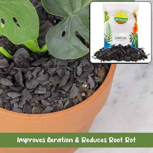 Soil Sunrise Horticultural Charcoal for Indoor Plants (4 Quarts) Hardwood Soil Additive for Orchids, Terrariums, and Gardening - size: 4 Quarts