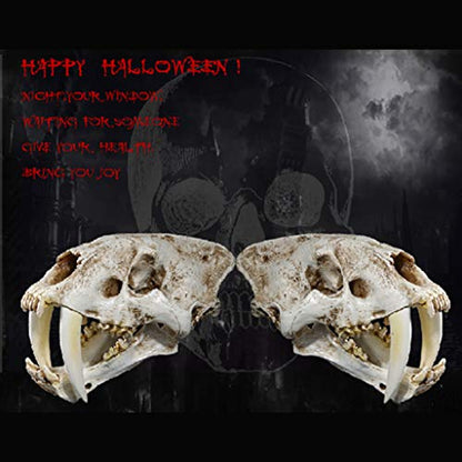 Saber Toothed Tiger Skull Model, 1:1 Saber Toothed Resin Skull for Head Model Home Decor Hallow - 12.60x7.28x7.09in