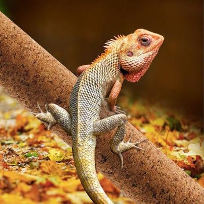 Reptiles Use Cork Branches Climb Branches,Natural Climbing Pet Cork Stick Natural Tree Frog Cork Wood Stick Branch for Reptiles Climbing Branches Frogs, Snakes, Lizards, Bearded Dragons - size: 11.81"D x 1.65"W x 1.65"H
