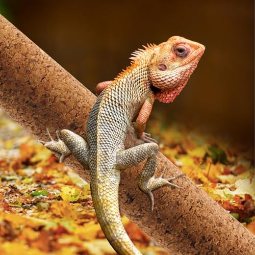 Natural Climbing Pet Cork Stick Natural Tree Frog Cork Wood Stick Branch Reptiles Climbing Branches Reptiles Use Cork Branches Climb Branches for Frogs, Snakes,Lizards, Bearded Dragons - size: 15.75"D x 1.65"W x 1.65"H