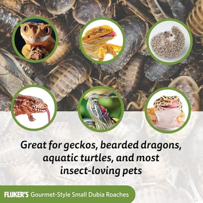 Fluker's Gourmet Canned Food for Reptiles, Fish, Birds and Small Animals, Dubia Roaches, 1.2 oz - size: 1.2 Ounce (Pack of 1), style: Dubia Roaches