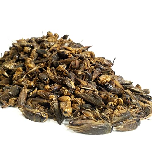 Crickets - Freeze Dried Crickets for Tropical Fish, Reptiles, Turtles, Tortoises Frogs, Hamsters, Birds, Rodents…8oz Med Jar