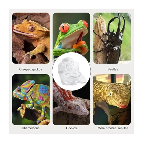 Magnetic Reptile Feeding Ledge Suction Cup Food Tray Gecko Reptile Feeding Station for Lizards Chameleons Terrarium Bowls(B) - color: B