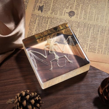 Taxidermy Bat and Real Bat Specimens Mounted in Resin, Ideal Gift for Fans of Taxidermy, Animal Skulls, Oddities, and Biology (Bat Skeleton) - color: Bat Skeleton