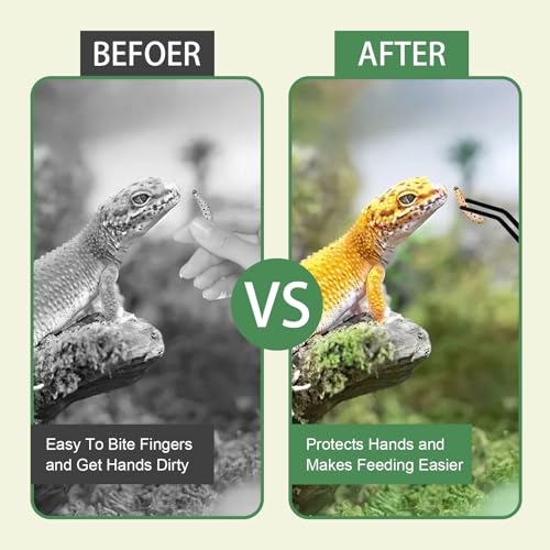Reptile Feeding Tongs Kit, 2Pcs Extra Long Stainless Steel Reptile Feeding Tongs, 1Pcs Feeding Spoon, Small Animal Feeder Tool for Lizards, Crested Geckos, Bearded Dragons - color: Feeding Set