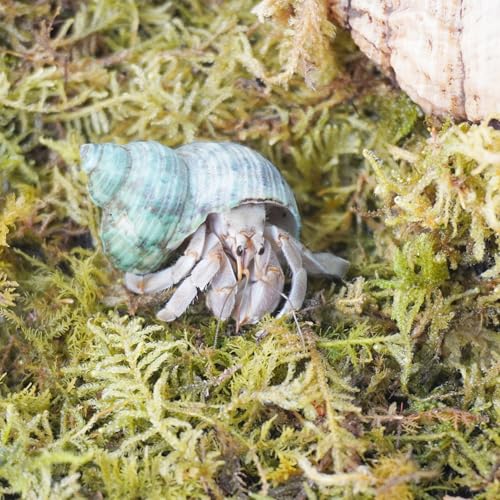 4oz Hermit Crab Moss Substrate, Perfect for Terrarium Habitat Decor& Tank Accessories, Humidity Control & Small Pet Enclosure Supplies