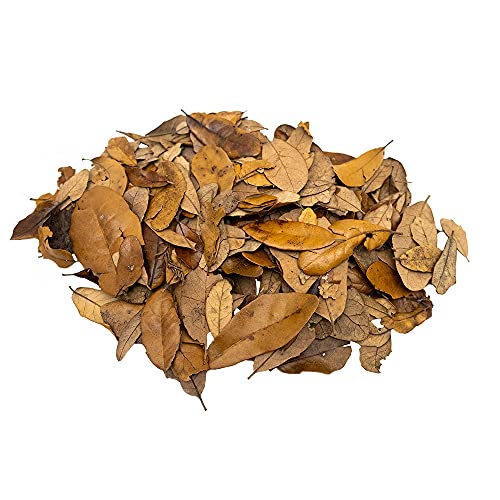 XYZReptiles Premium Live Oak Leaf Litter Isopod Substrate Terrarium Bedding (1/2 Gallon) - size: 1/2 Gallon