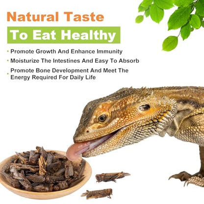 Dried Grasshoppers for Reptiles - All Natural High Protein Insect Treats for Bearded Dragons, Turtles, Geckos, Lizards, Hedgehogs & Birds (3.5oz)