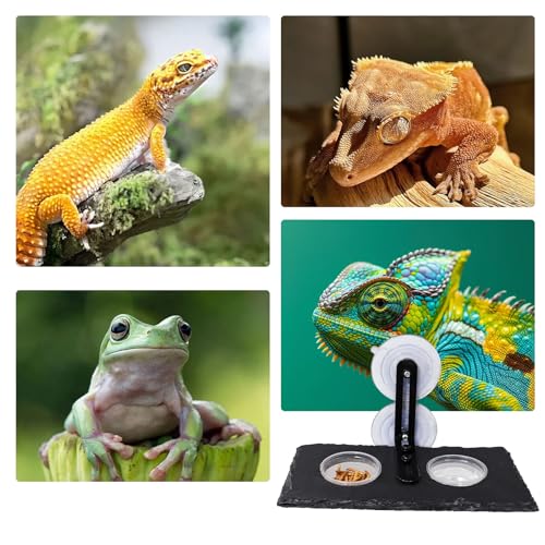 Reptile Tank Accessories, Slate Gecko Feeding Ledge with Suction Cups, Crested Gecko Food Dish, Food Bowl and Water Dish for Gecko, Chameleon, Frog and Other Small Reptile