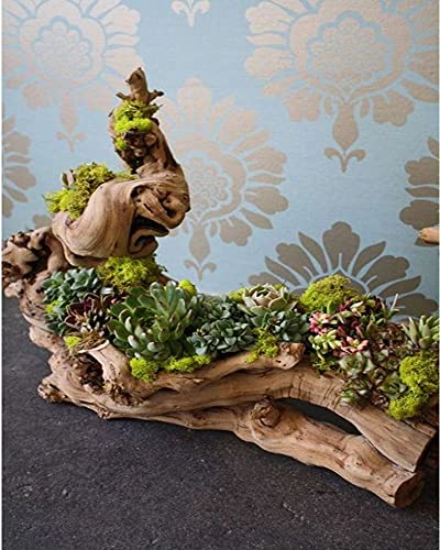 OMA Natural Driftwood Teak Wood Branch for Terrariums, Air Plants, Succulents, Reptile Decor - Branch Only