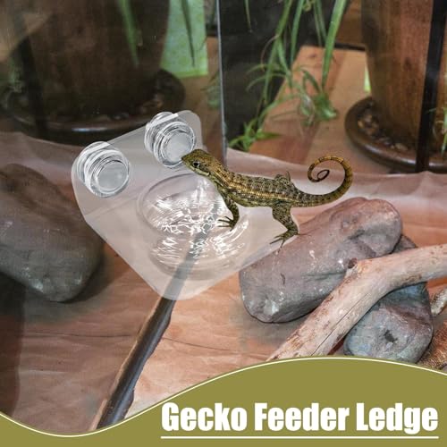 Gecko Feeder - Gecko Feeding Ledge Suction Cup, Reptile Food Feeder Bowl, Suction Cup Food Tray Lizard | Acrylic, Magnet, Bowls, Reptile Feeding Ledge for Lizards, Chameleons, Tree Frogs, - color: A