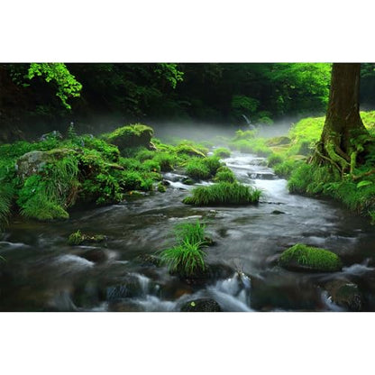 Stream Aquarium Background Aquatic Water Plants Rock Fish Tank Background Lush Green Forest Trees Terrarium Background Misty Foggy Stream Flowing Water Natural Landscape Aquarium Backdrops 24x16in - color: Foggy Green, size: 24(W)x16(H)in
