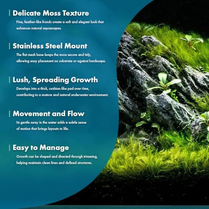 SubstrateSource Live Aquarium Plants on Driftwood, Lava Rock, Moss, Fiber Mat - Freshwater Fish Tanks - Easy, Beginner Friendly (Fissidens Fontanus on Stainless Steel, (1 Pack)) - color: Fissidens Fontanus - Stainless Steel, size: 1 Pack