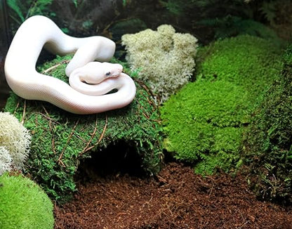 Galápagos (05348) Mossy Cave Hide, 6", Green Sphagnum - size: 6"