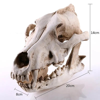 Resin Wolf Skull Wolf Skull Model Decoration Craft Film Props Collection Crafts Home Decoration Garden Decoration
