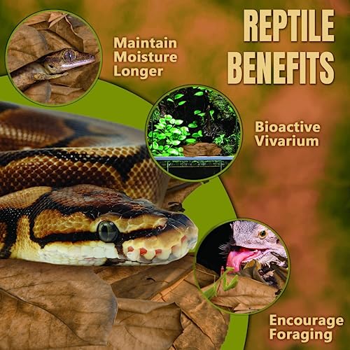 SunGrow Leaf Litter for Snakes, 10 Pcs Medium Indian Almond Catappa Leaves Substrate Maintain Humidity in Corn Snake and Ball Python Terrarium, 4-7 Inches, Reptile Tank Decor Accessories