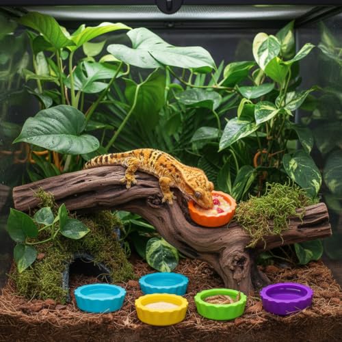 12 Pack Pangea Crested Gecko Food Dish, Reusable Small Reptile Feeding Dish, Water Bowl Gecko Tank Accessories for Hermit Crab Tarantula Isopods Snails Lizard(Silicone, 6 Colors)