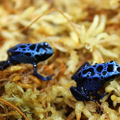 Sphagnum Moss Dried Spagnum Dry Moss for Reptiles Bedding and Terrarium Pet Supplies 150g9999Sphagnum Dried Dry for Reptiles Reptile Spagnum for Plants
