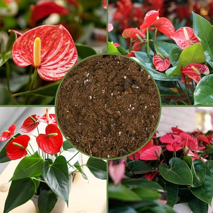 Soil Sunrise Anthurium Plant Potting Soil Mix (4 Quarts) Indoor Houseplant Custom Blend for Flowering Anthuriums - size: 4 Quarts