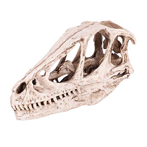 CHICIRIS Resin Dinosaur Skull, Detailed Skeleton Model Statue for Aquarium, Terrarium, Fish Tank Decor ¨C Perfect for Home, Office, Classroom or Aquarium Enthusiasts