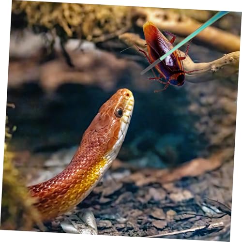 2pcs Aquarium Tweezers: Stainless Steel Straight And Curved Tweezers Set - Long Handle Reptile Feeding Tongs For Lizards Spider Snake