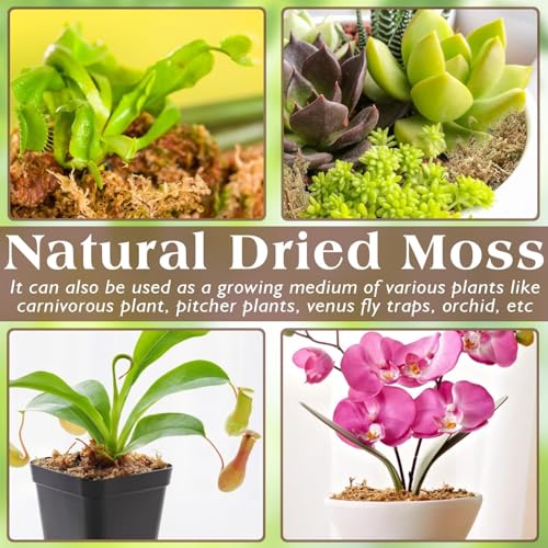 ZeeDix 6 OZ Long Fiber Sphagnum Moss for Reptiles, 8QT Natural Dried Terrarium Reptile Moss Bedding Substrate for Leopard Gecko, Tortoise, Snakes, Frogs, Ball Python & Other Reptiles - size: 6 OZ